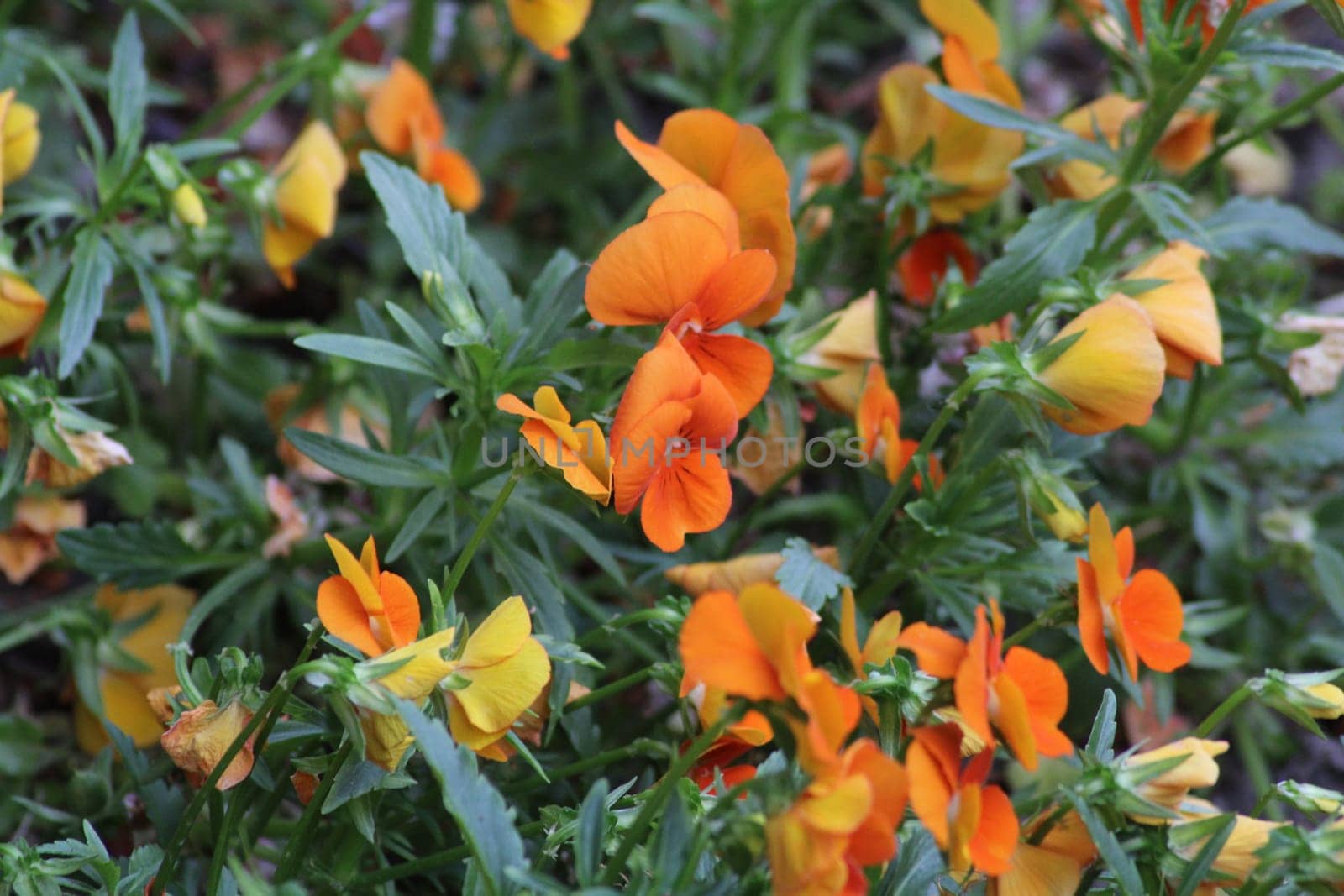 Bright orange blooms emerge in a lively garden, their petals catching the sunlight. The greenery enhances the vivid colors, attracting the eye and uplifting the surroundings.