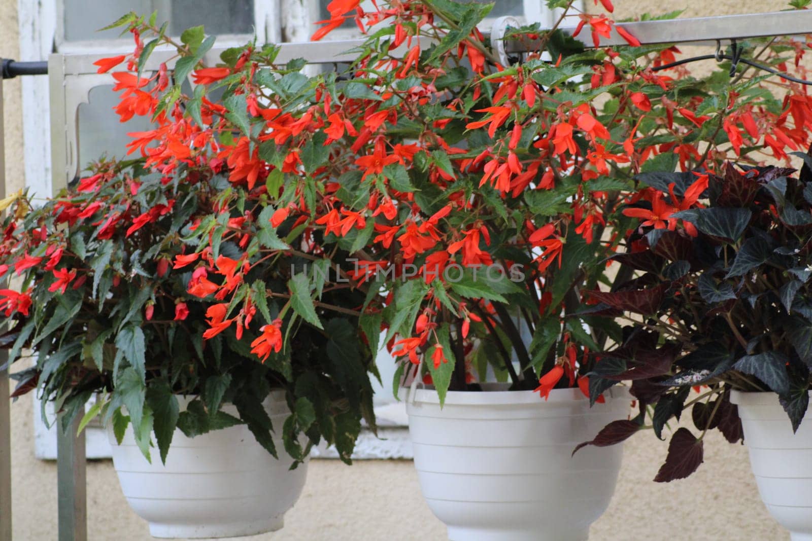 Colorful orange begonias in white pots flourish on a balcony, adding charm and vibrancy to the space during a clear afternoon.
