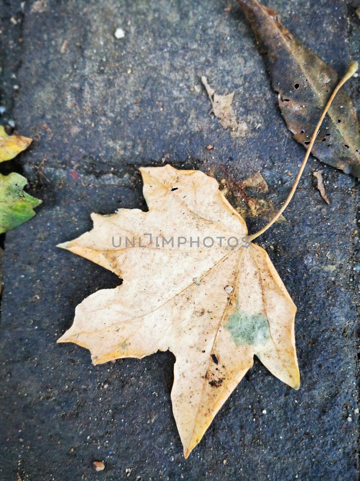 A solitary dry leaf lies on a cobblestone path, blending with surrounding fallen leaves and showcasing the beauty of autumn's transition in nature.