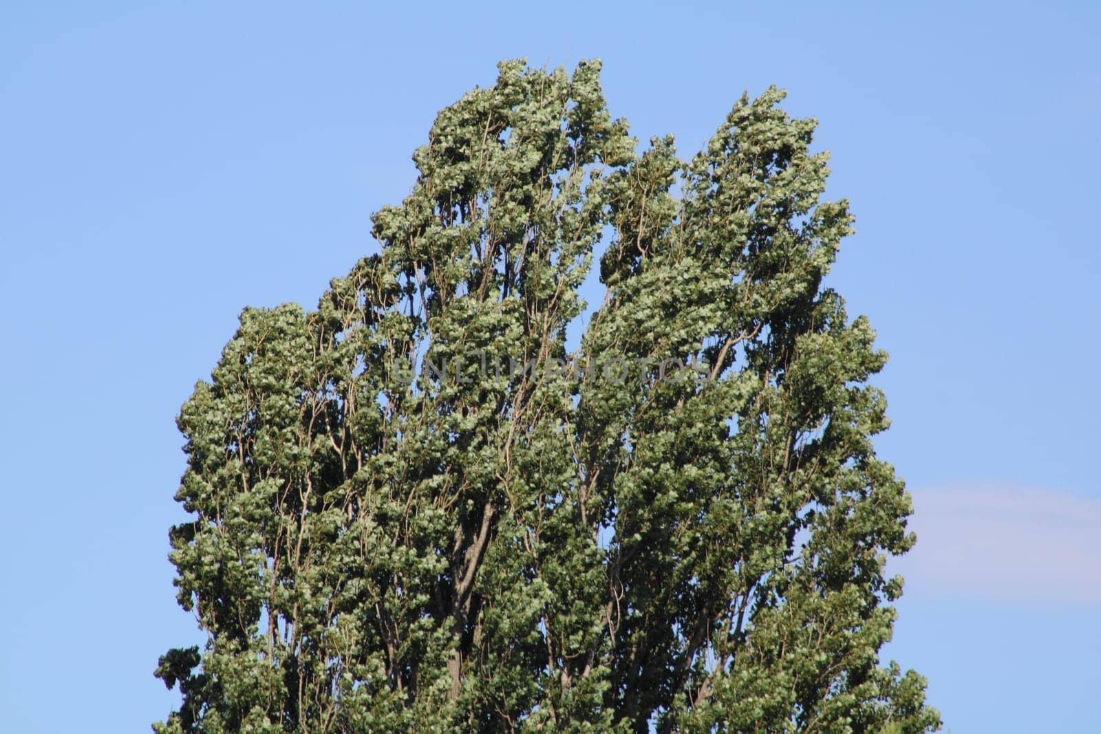A group of tall trees is gently swaying in the breeze against a backdrop of a clear blue sky, showcasing the beauty of nature on a sunny day.
