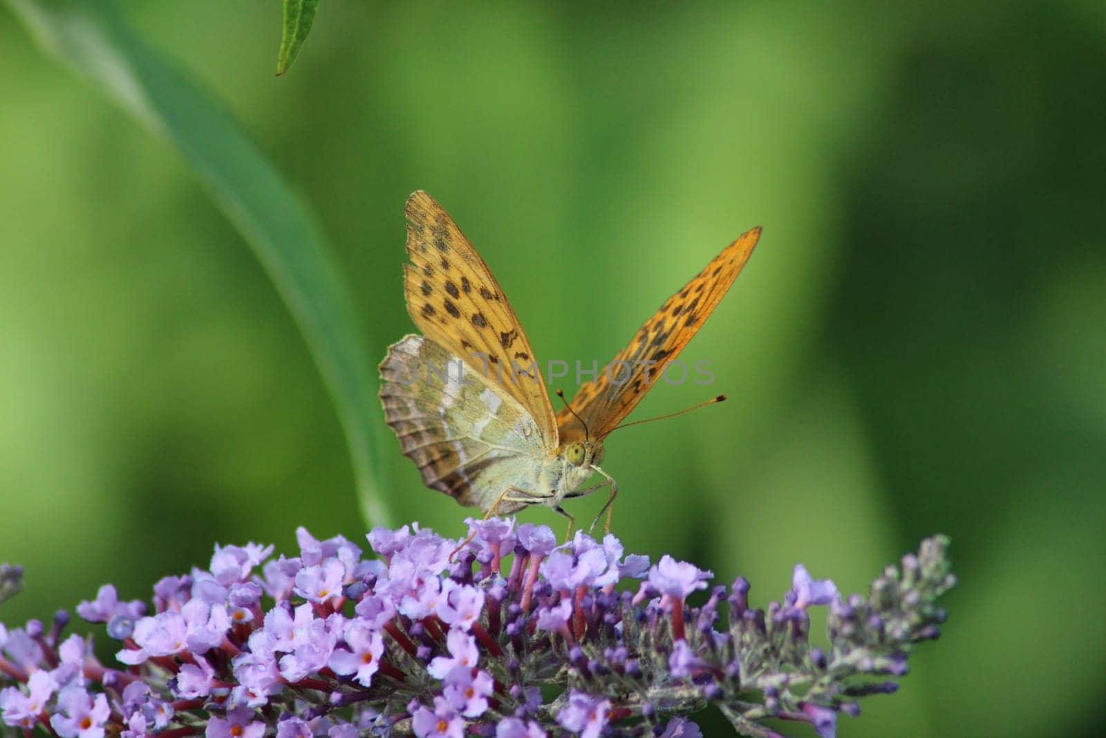 A vibrant butterfly rests on clusters of lavender flowers, showcasing its colorful wings while surrounded by greenery under bright sunlight.