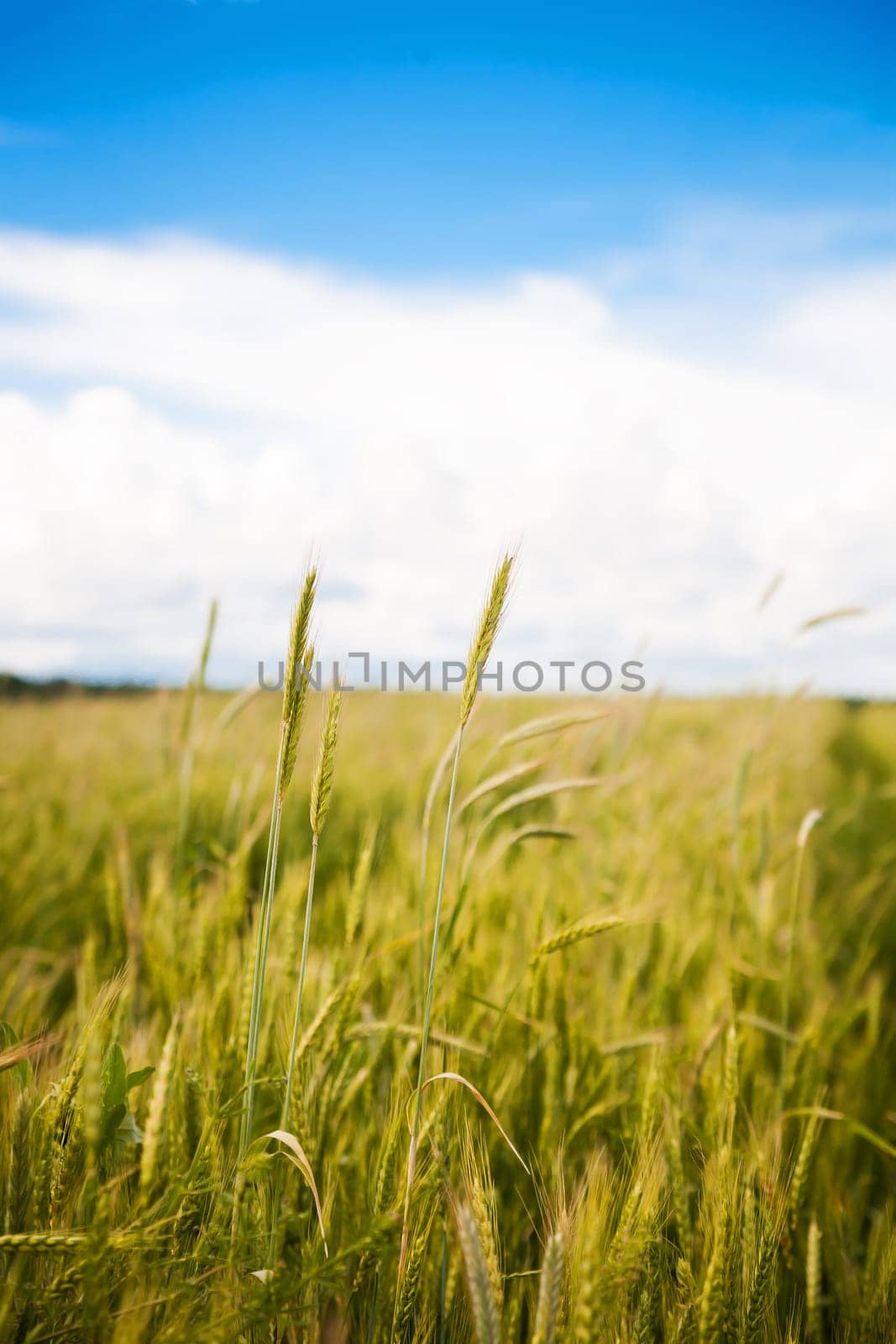 Young green wheat field on a sunny day.