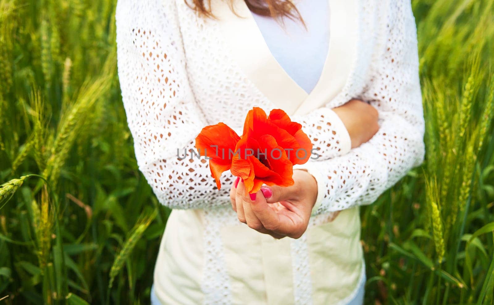 Beautiful girl standing in a wheat field and holding red flowers in her hands by sfinks