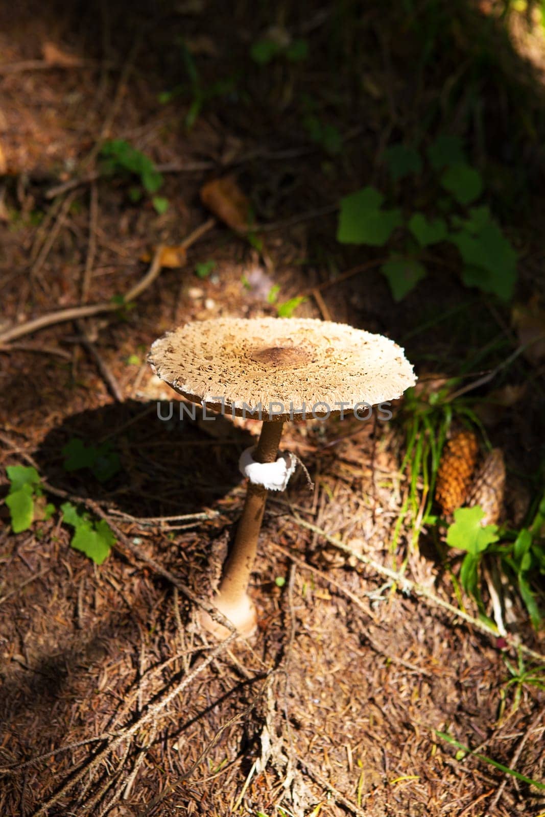 Mushroom close-up. Beautiful scenery of the Carpathians of Ukraine.