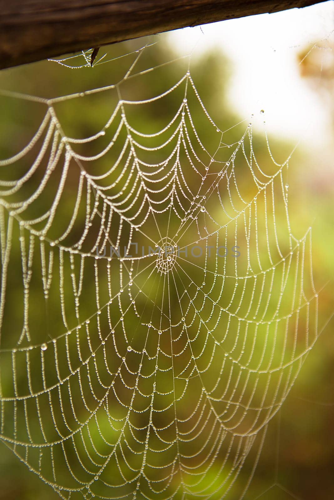 morning dew on a spider web, close-up.