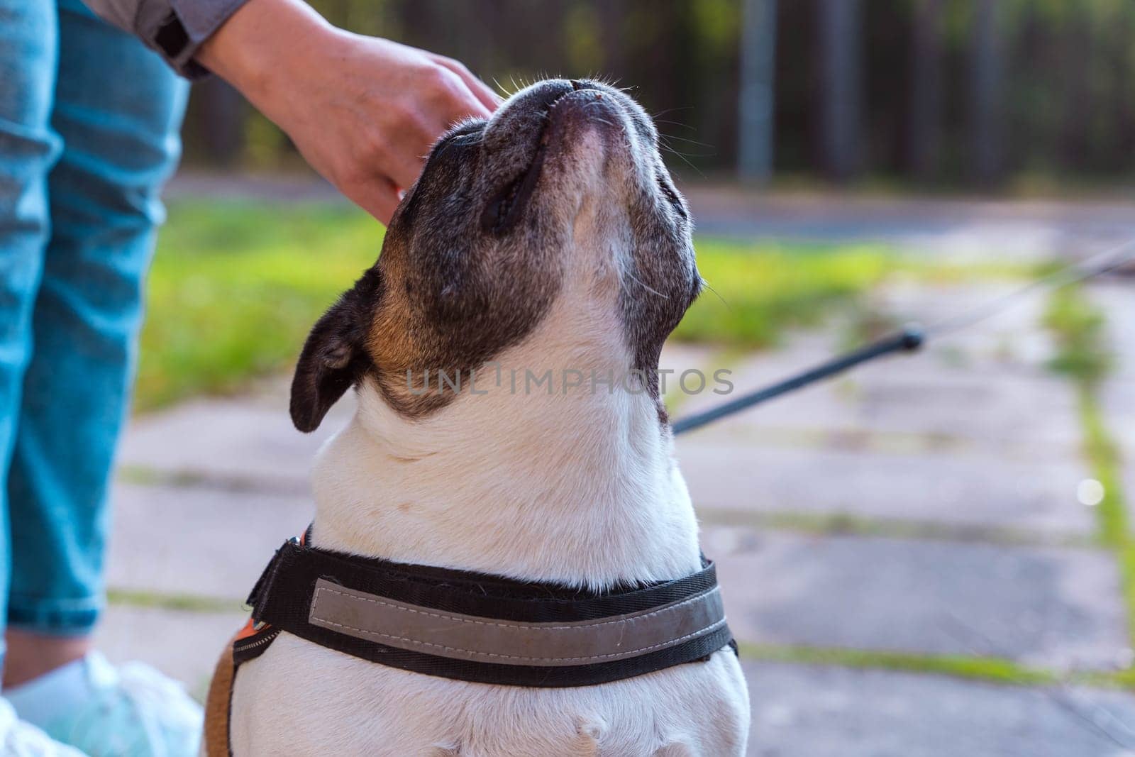 a woman's hand strokes a French bulldog. The owner gently caresses his dog by audiznam2609