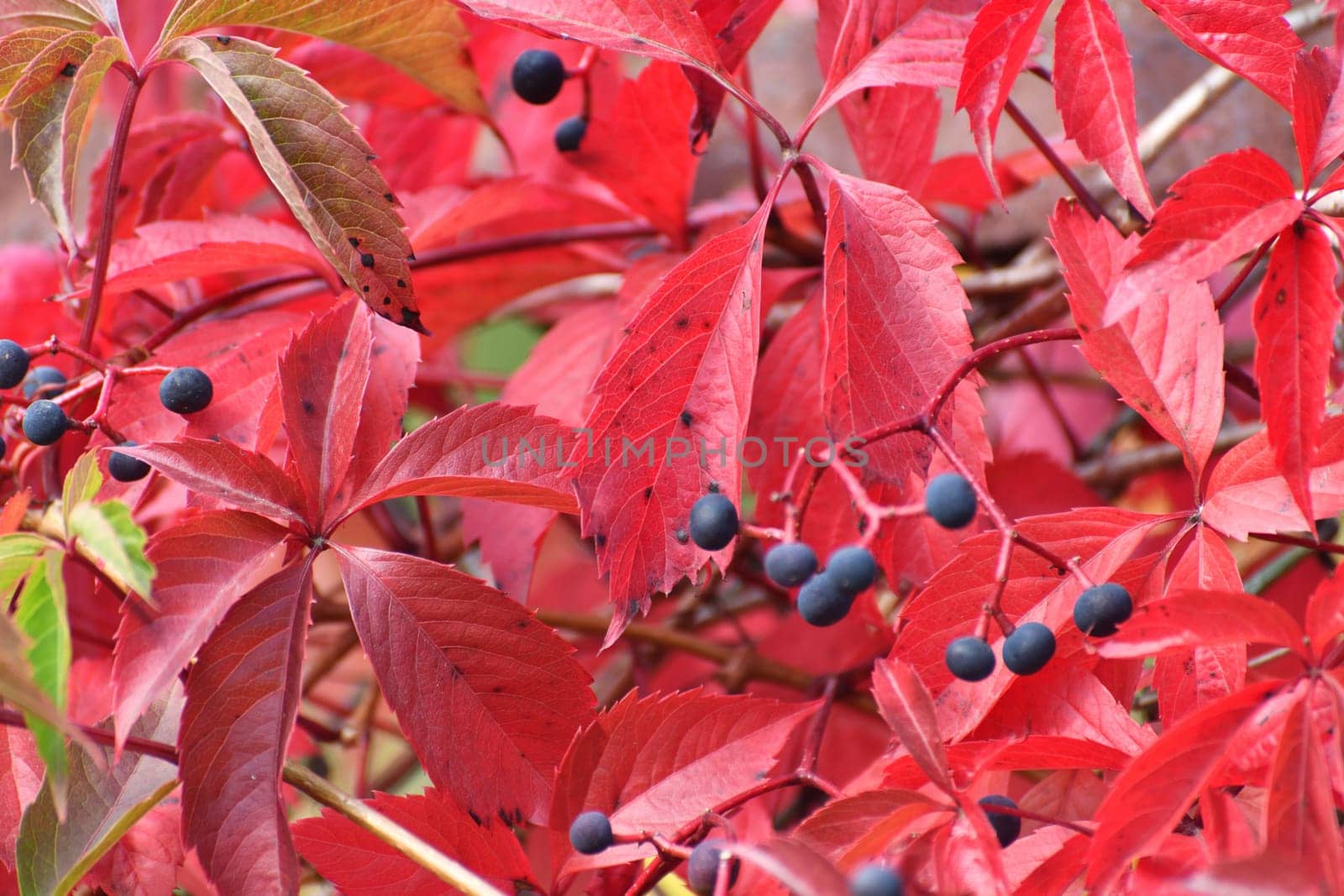 Close-up of wild grapes in autumn. by olgavolodina