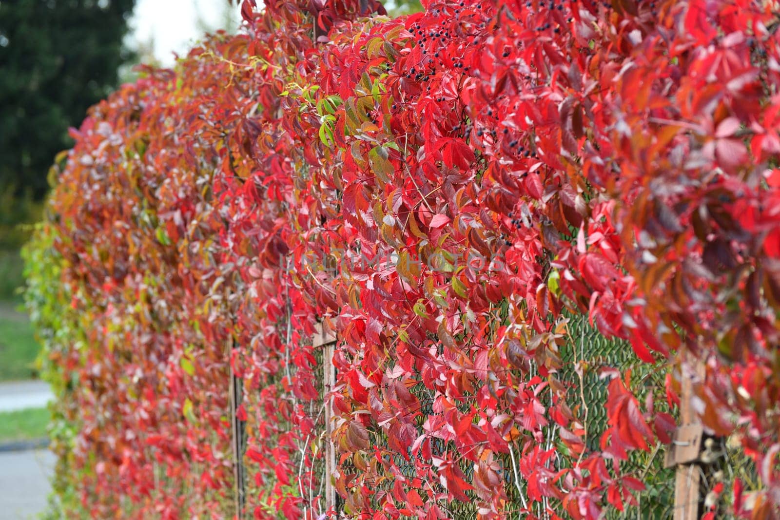 Viburnum branches and berries in autumn by olgavolodina