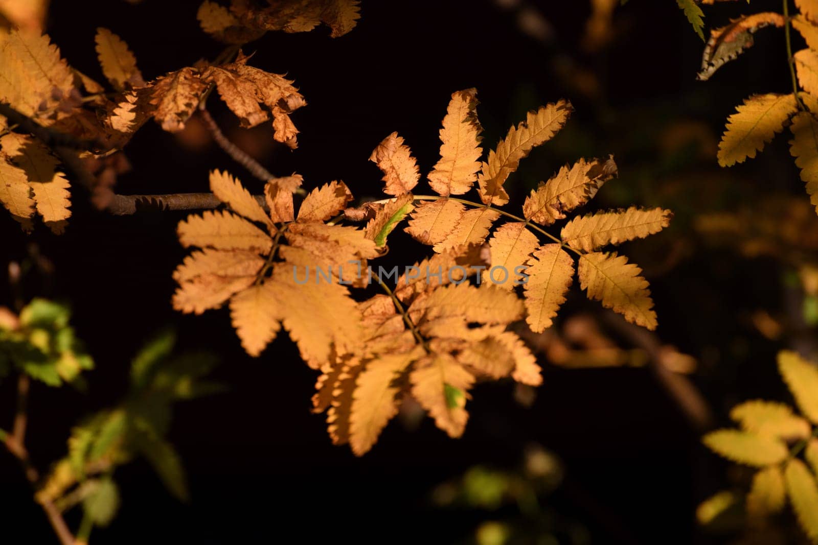 yellow autumn rowan leaves on branch, dark background