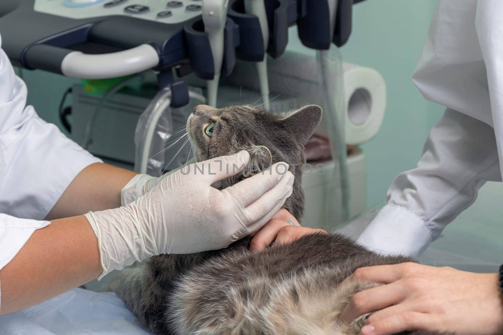 close-up of cat in a veterinary clinic. the hands of veterinarian in medical gloves hold grey cat by Leoschka