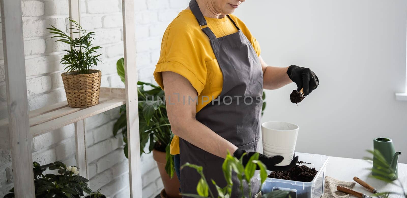 Middle aged woman in an apron clothes takes care of a potted plant in a pot. Home gardening and floriculture. House with green plants and cottagecore botanic florist