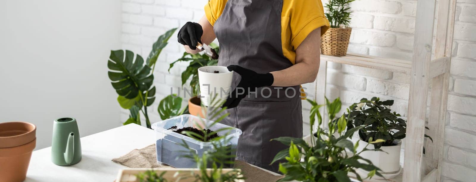 Spring houseplant care banner, repotting houseplants. Waking up indoor plants for spring. Middle aged woman is transplanting plant into new pot at home. Gardener transplant plant Spathiphyllum by Satura86