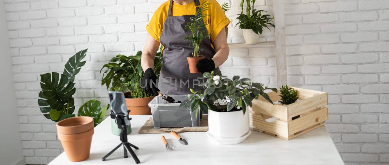 Relaxing home gardening. Smiling middle aged woman in black gloves with potted plant records gardening video blog in modern house - blogging and florist vlog influencer.