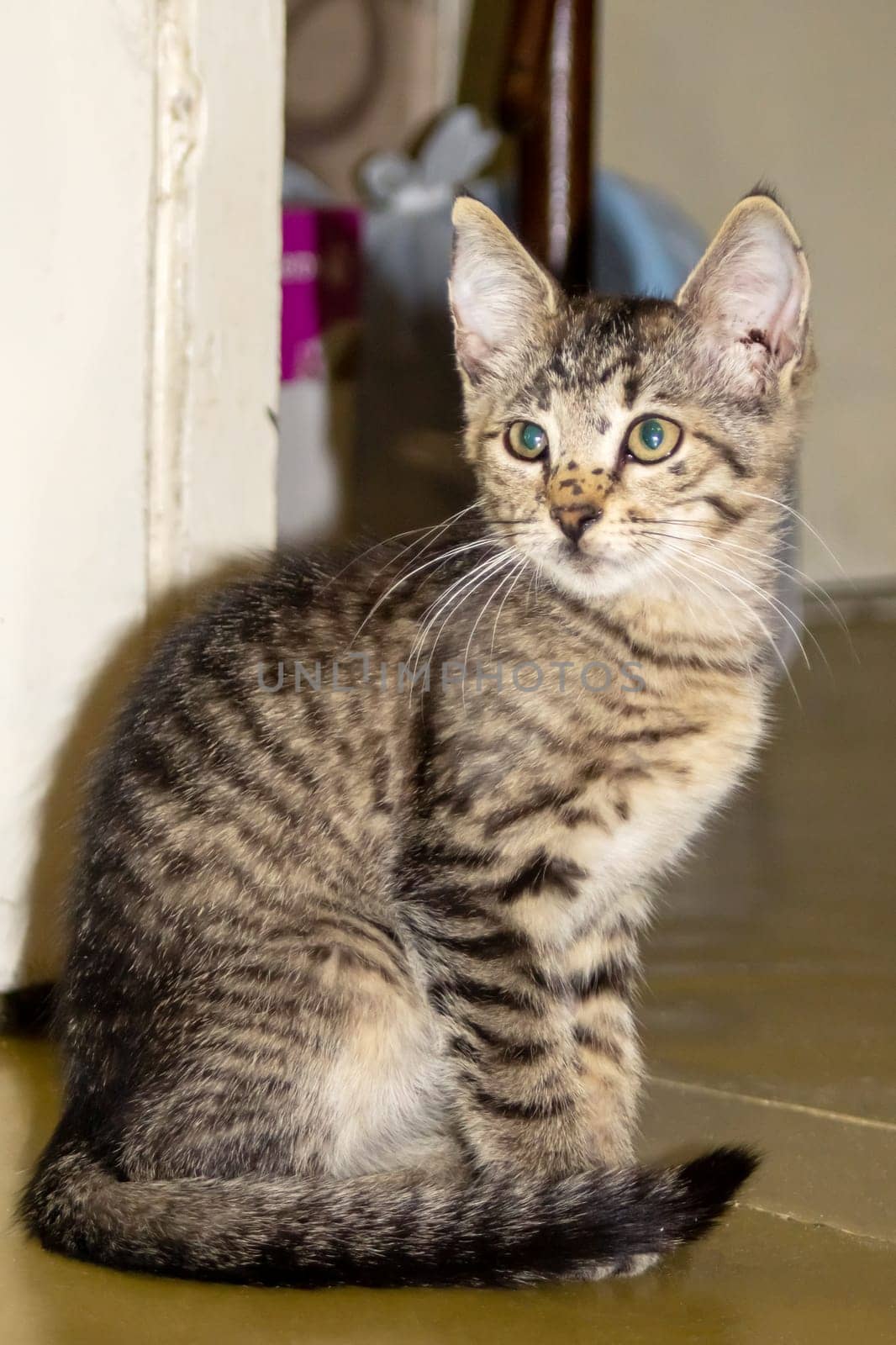 One small tabby gray kitten, close up portrait