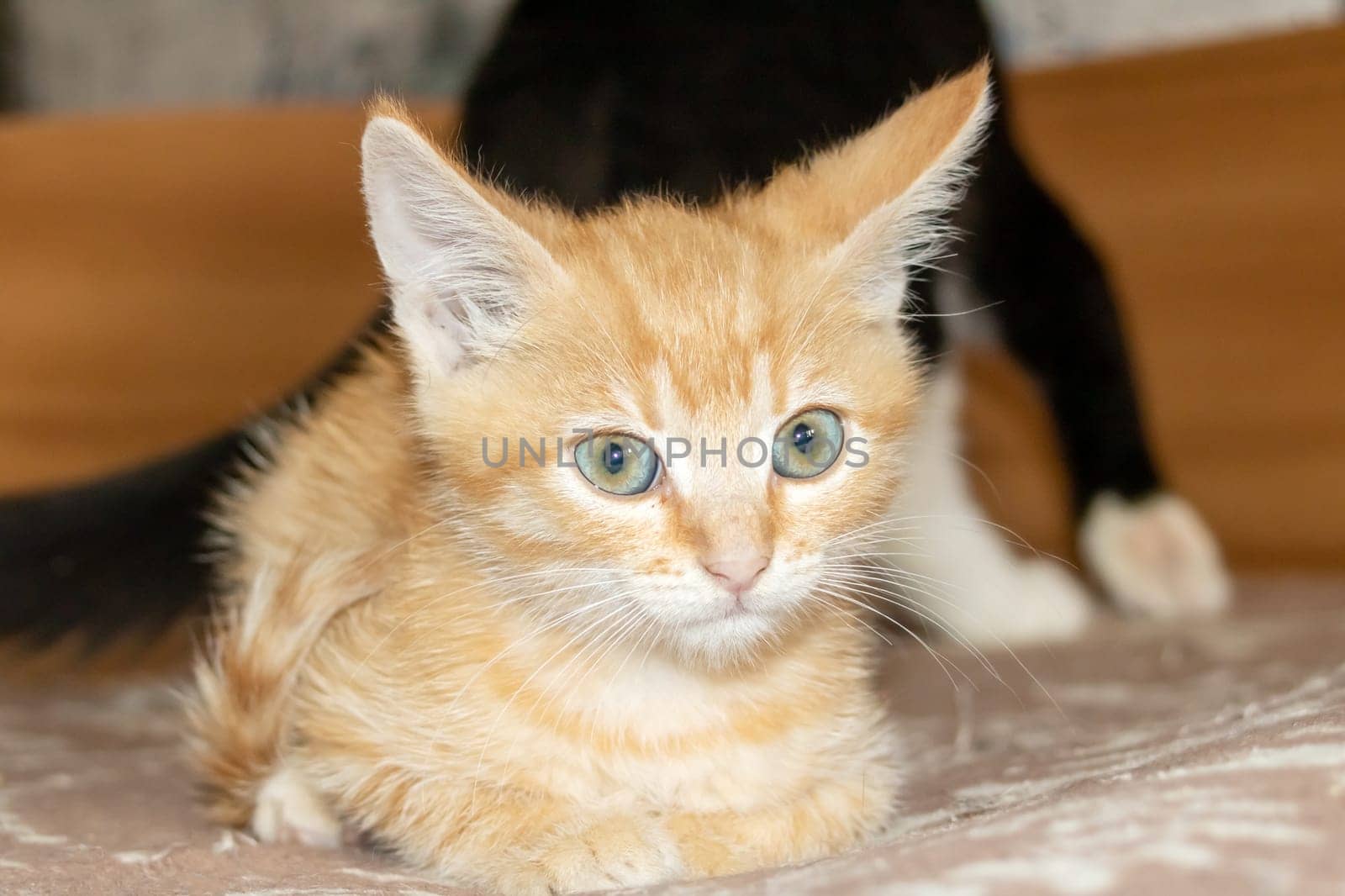 Little red kitten lying on a chair close up