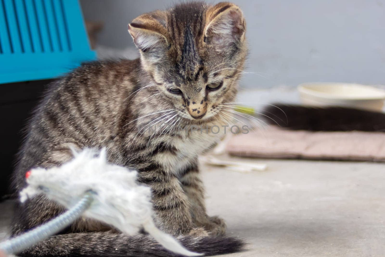 One small tabby gray kitten, close up portrait