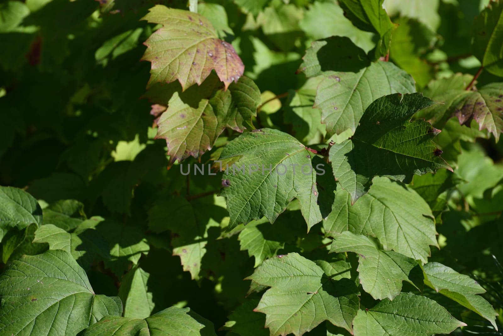 Fragment of a viburnum bush with leaves in an early autumn