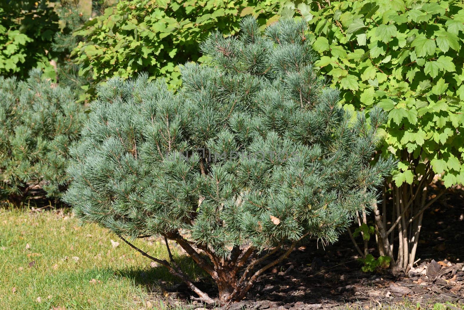 Young small pine tree in park