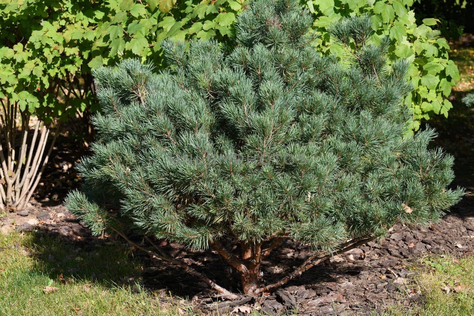 Young small pine tree in the park by olgavolodina