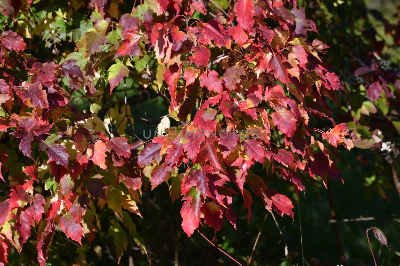 Acer rubrum - fragment of crown with red leaves in September by olgavolodina