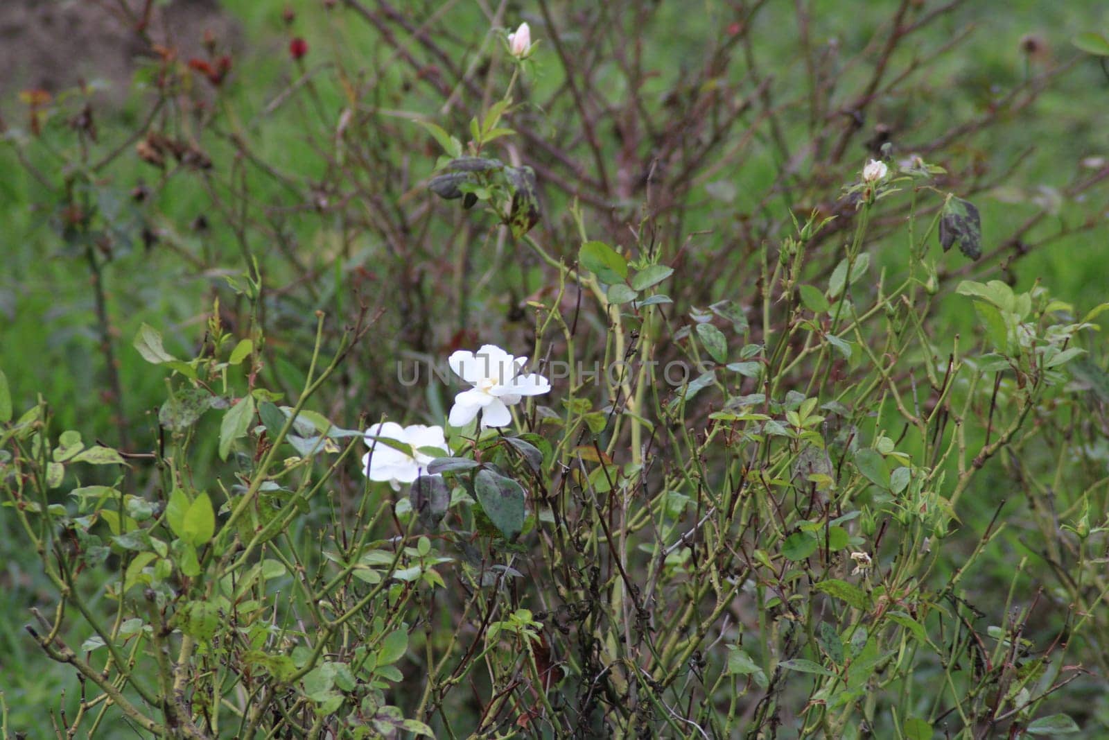 A cluster of delicate white flowers emerges from a green bush, surrounded by lush foliage in a garden, signaling the arrival of spring.