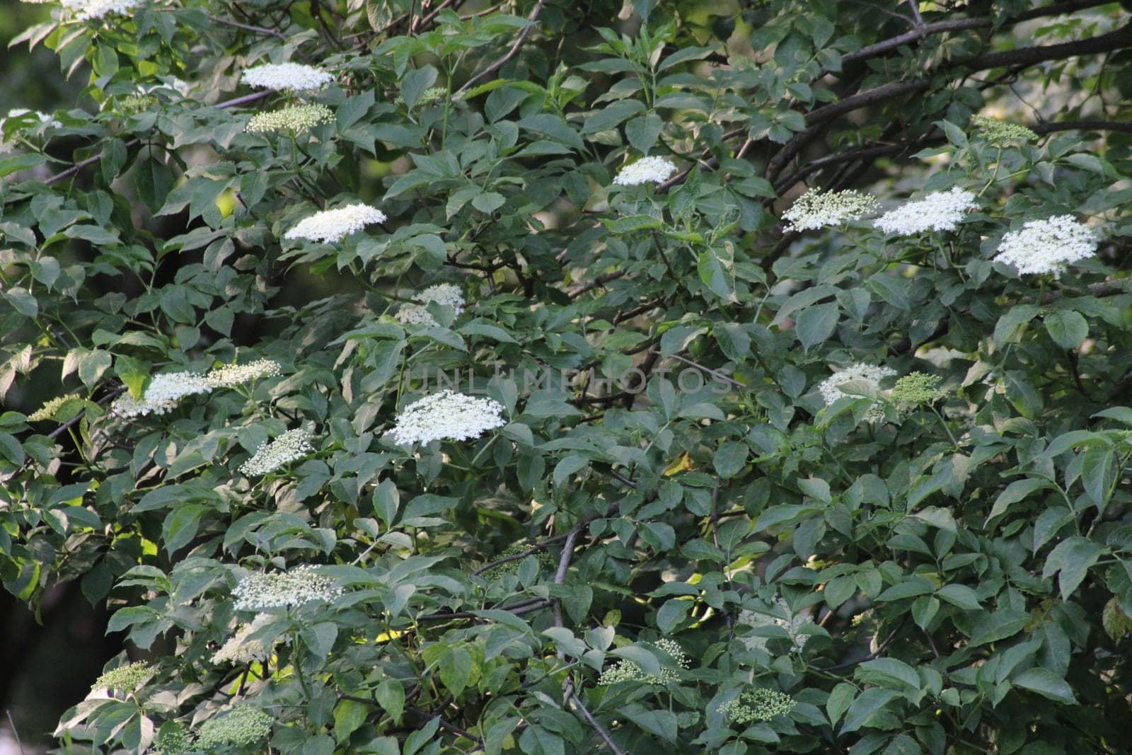 Clusters of delicate white flowers emerge from lush green leaves, creating a tranquil atmosphere in the garden during a sunny late spring day.