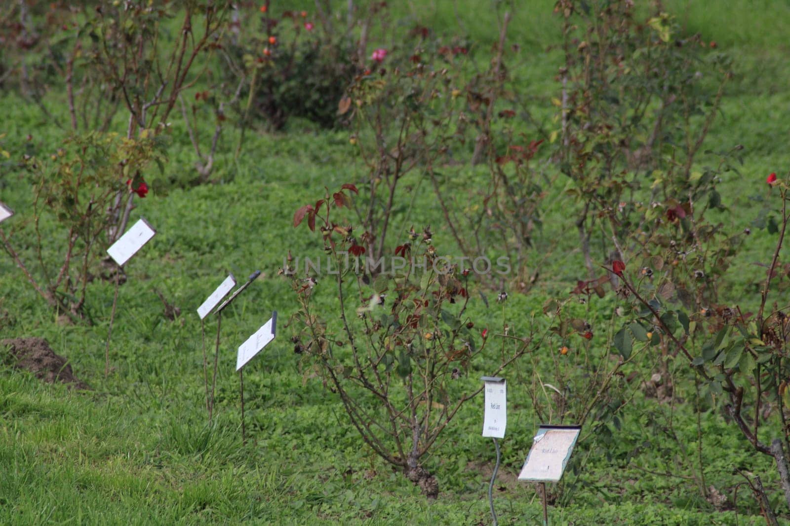 A picturesque garden filled with blooming roses in various colors, with descriptive plant labels positioned beside each rose bush. The lush greenery enhances the beauty of spring.