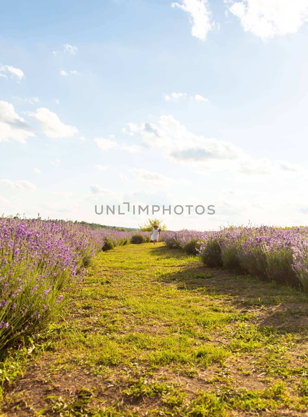Child girl in lavender field. Selective focus. kid.