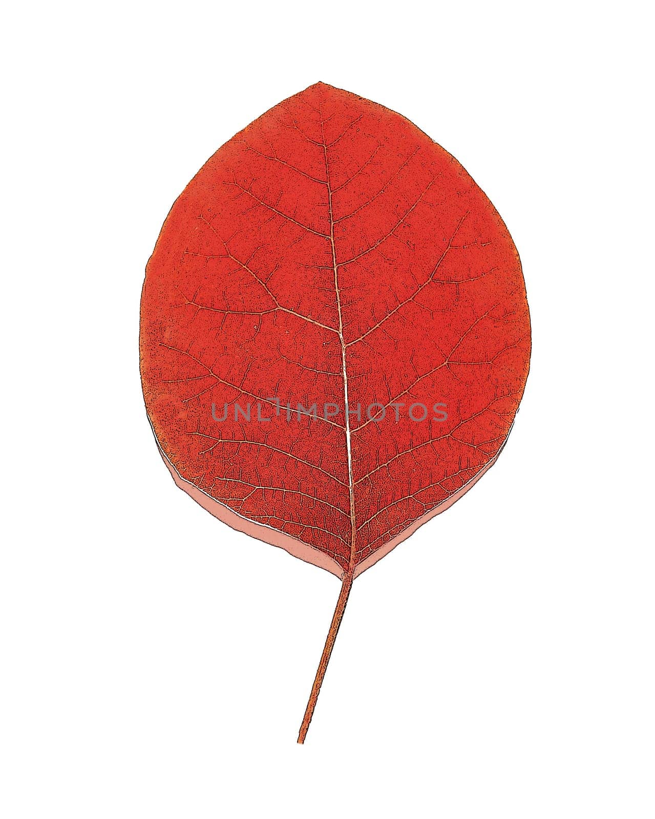 An abstract single leaf of a shrub . Flat design. Close-up view from above.