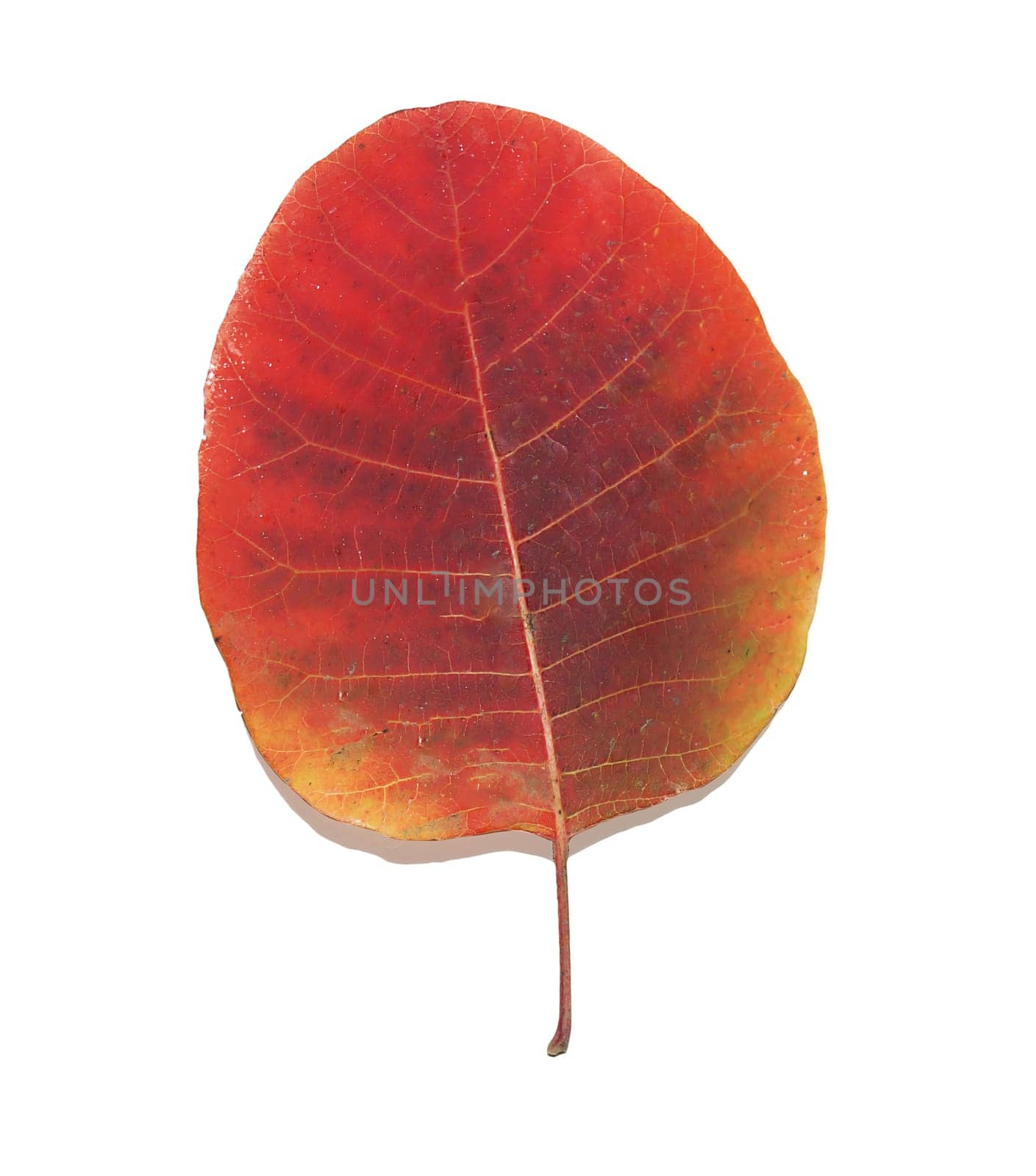 A creative layout made of a colorful single autumn leaf. Flat styling. Close-up view from above.
