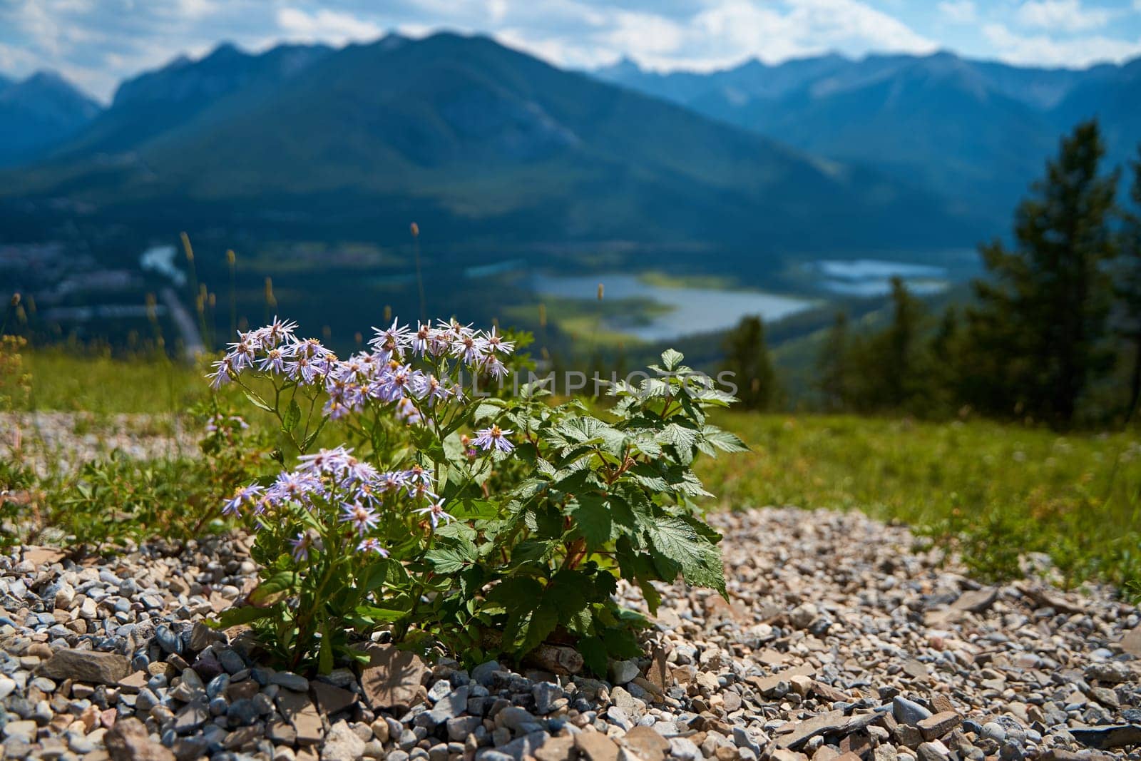Beautiful small wildflowers on the background of the gorgeous mountains of Banff National Park in Canada.