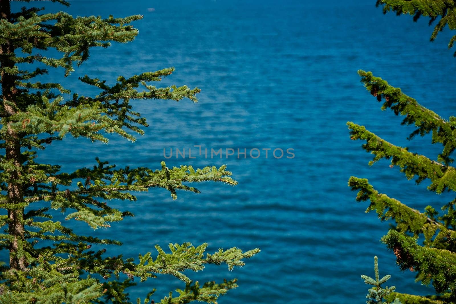 Evergreen pines against the backdrop of the beautiful turquoise Lake Minewanka in the mountains of Banff National Park in Canada.