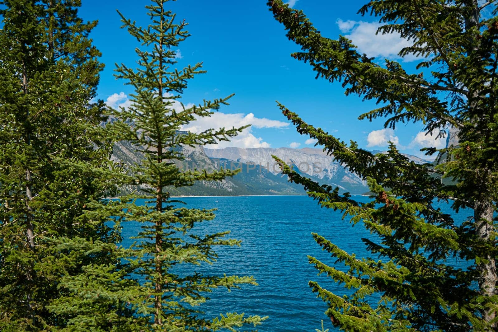 Evergreen pines against the backdrop of the beautiful turquoise Lake Minewanka in the mountains of Banff National Park in Canada.