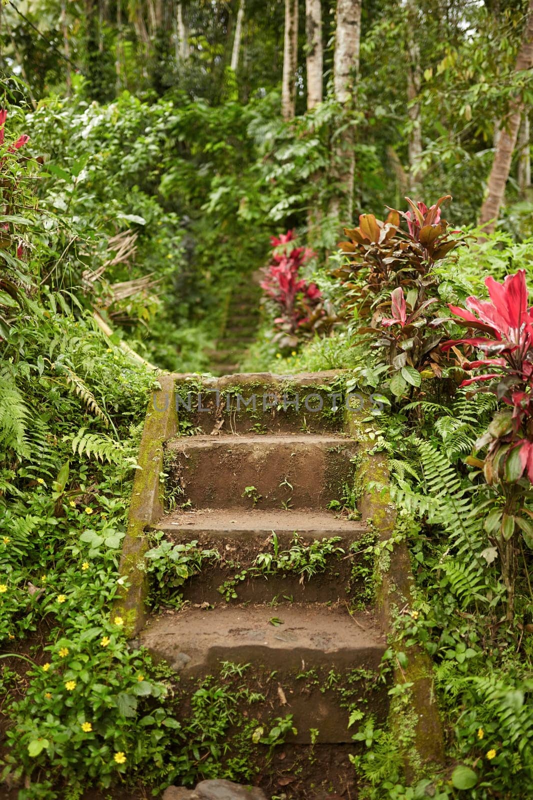 Stairs covered with moss in the jungle.