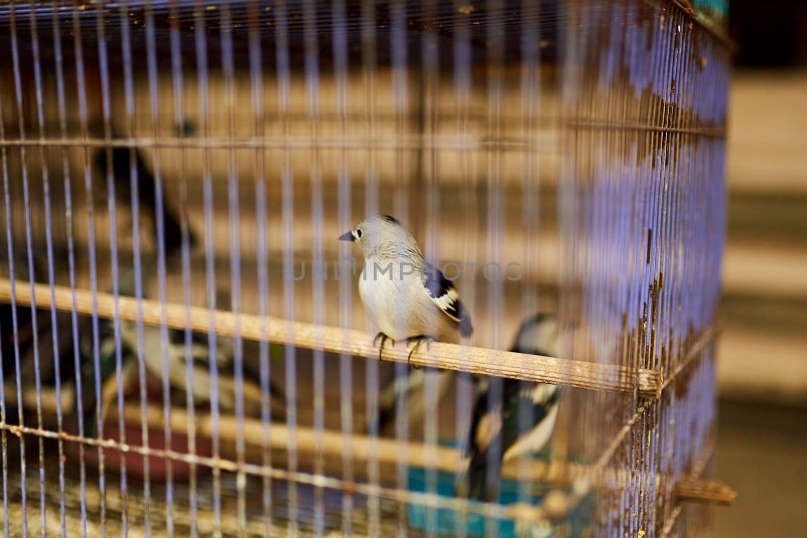 An old bird cage and bird are sold at an Asian market