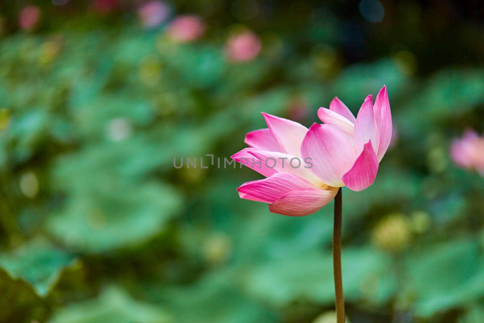 Close-up of a large pink water lotus on a lake