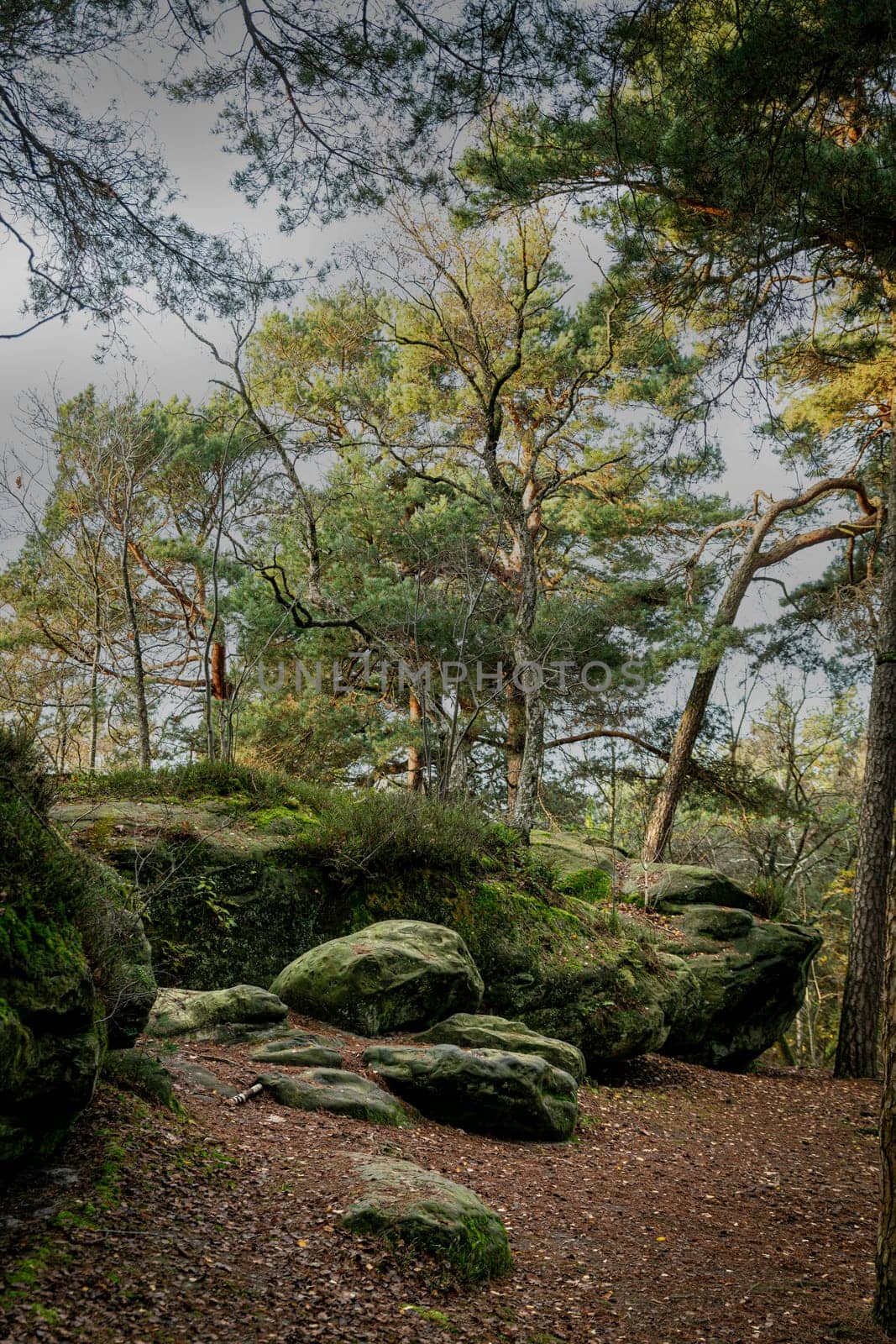 A tranquil forest landscape showcasing lush greenery, moss-covered rocks, and towering trees. This peaceful setting evokes feelings of calm and connection with nature, perfect for outdoor enthusiasts.