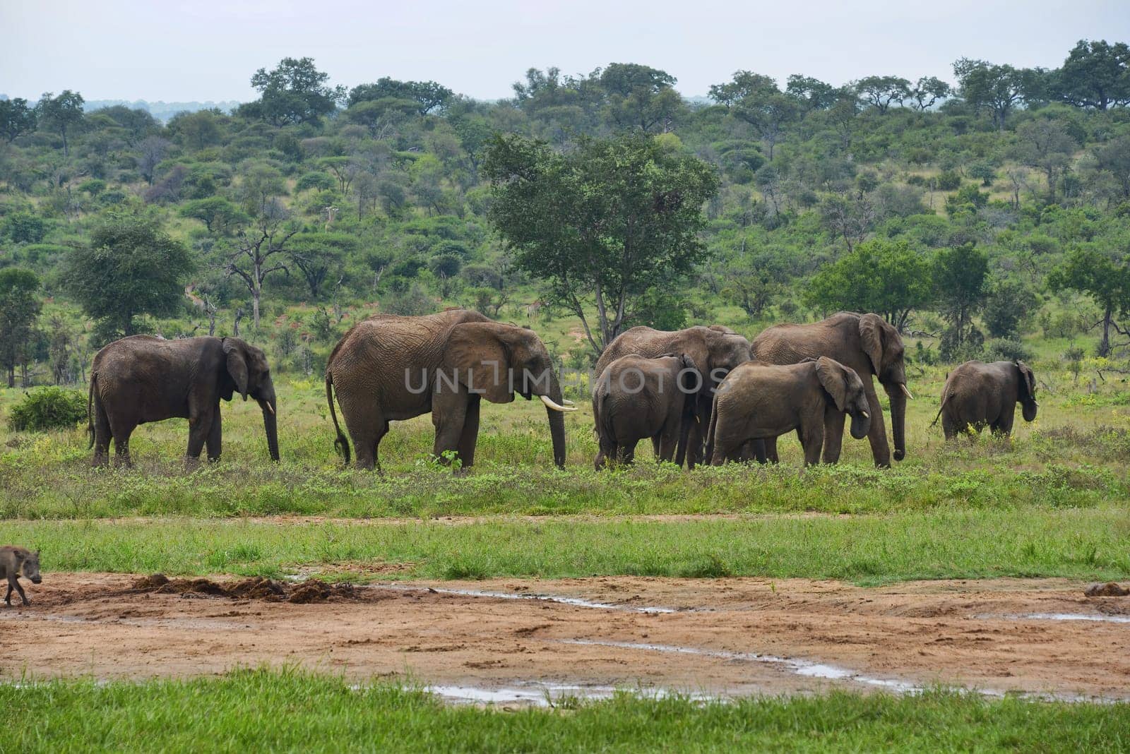 A herd of majestic elephants peacefully graze in the lush African savannah, surrounded by greenery. This captivating scene captures the essence of wildlife in their natural habitat