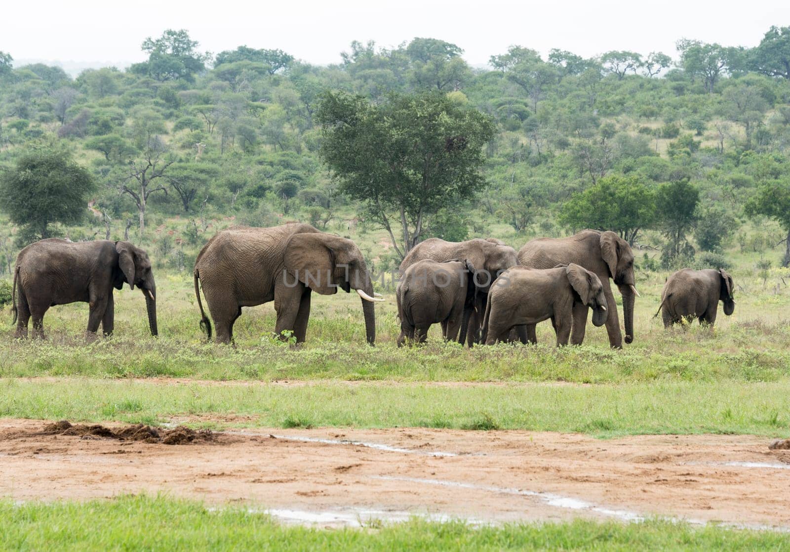 group of elephants with young in south african wild nature