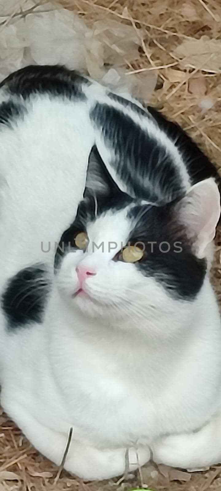 black and white cat sitting outside, pet portrait breed animals domestic nature. High quality photo