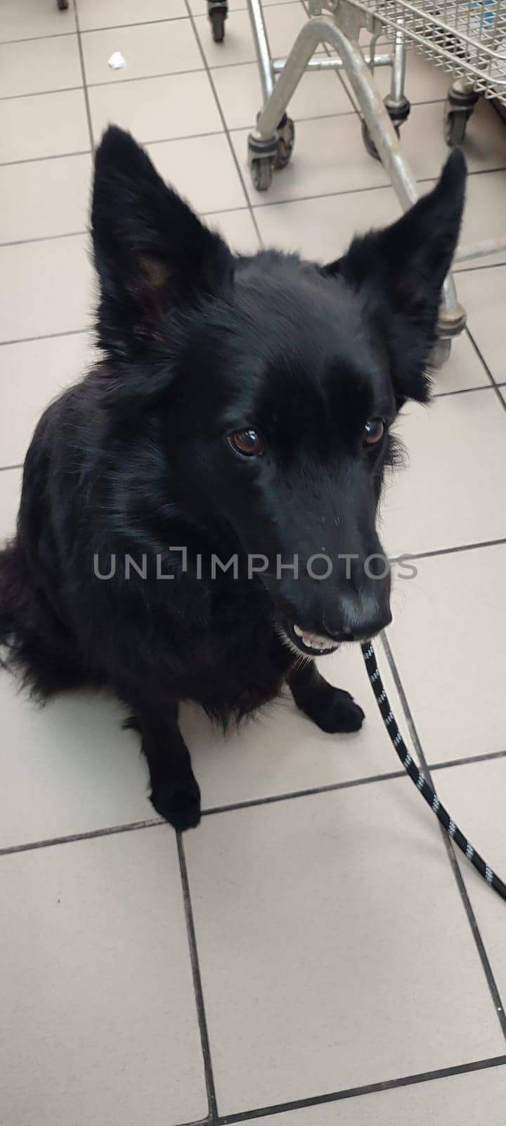 black dog animals, shepherd dog domestic animal, nature breed, pet. High quality photo