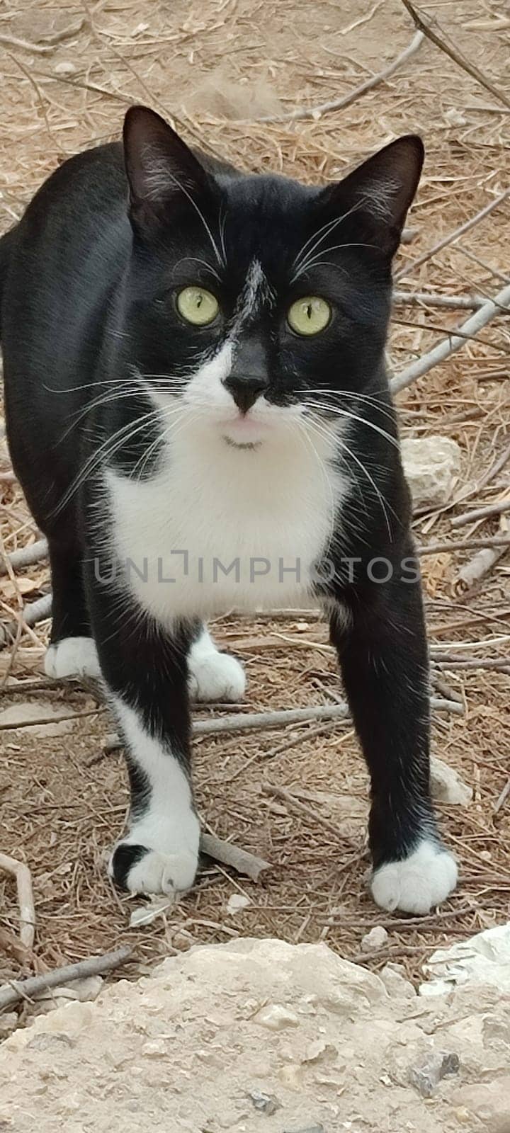 black and white cat sitting outside, pet portrait breed animals domestic nature. High quality photo