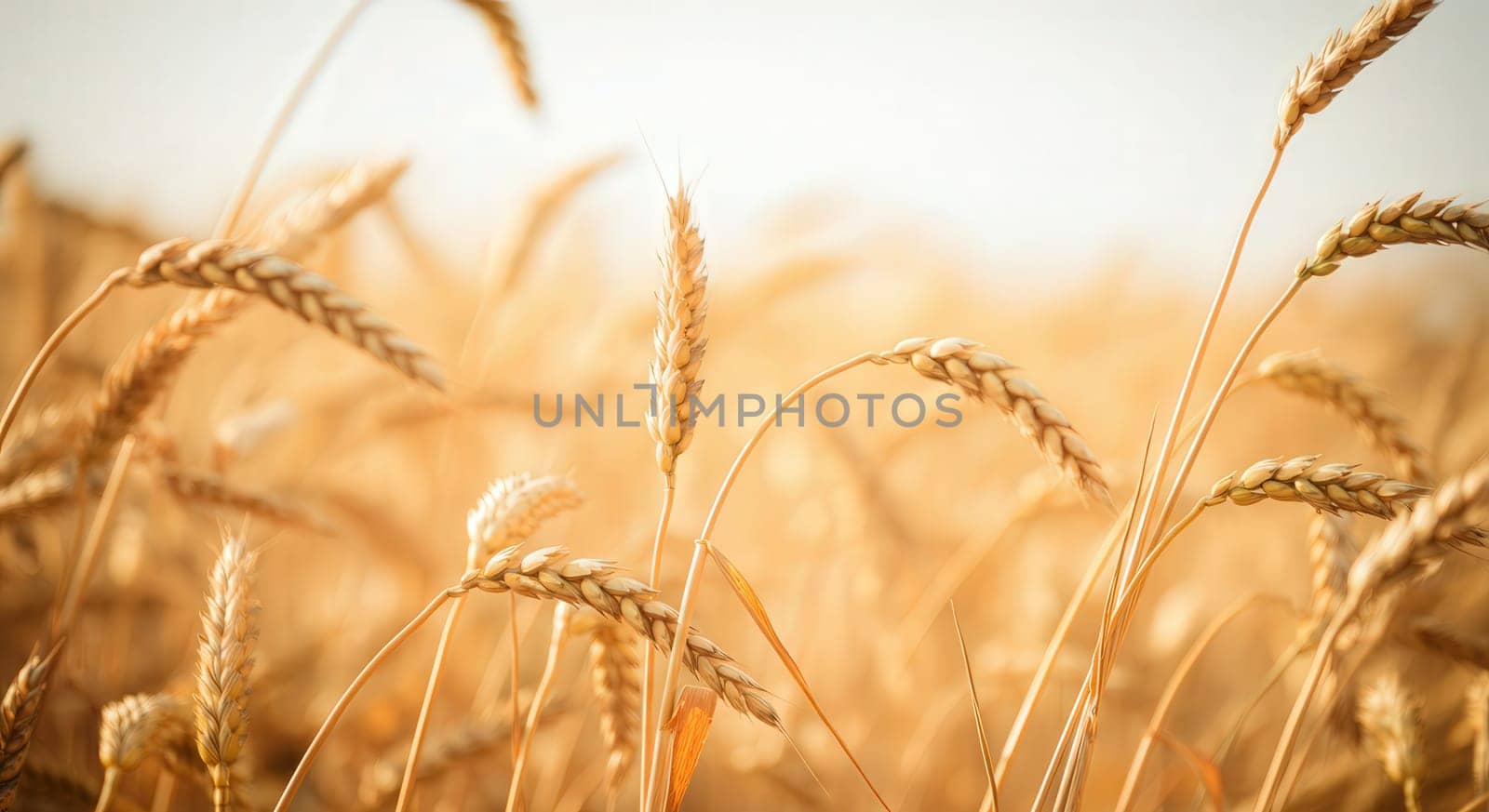 Golden wheat stalks sway gently under soft sunlight, the rich textures and vibrant colors. perfect for agrarian themes, food production, and harvest-inspired design projects. essence of nature's bounty and agricultural abundance.