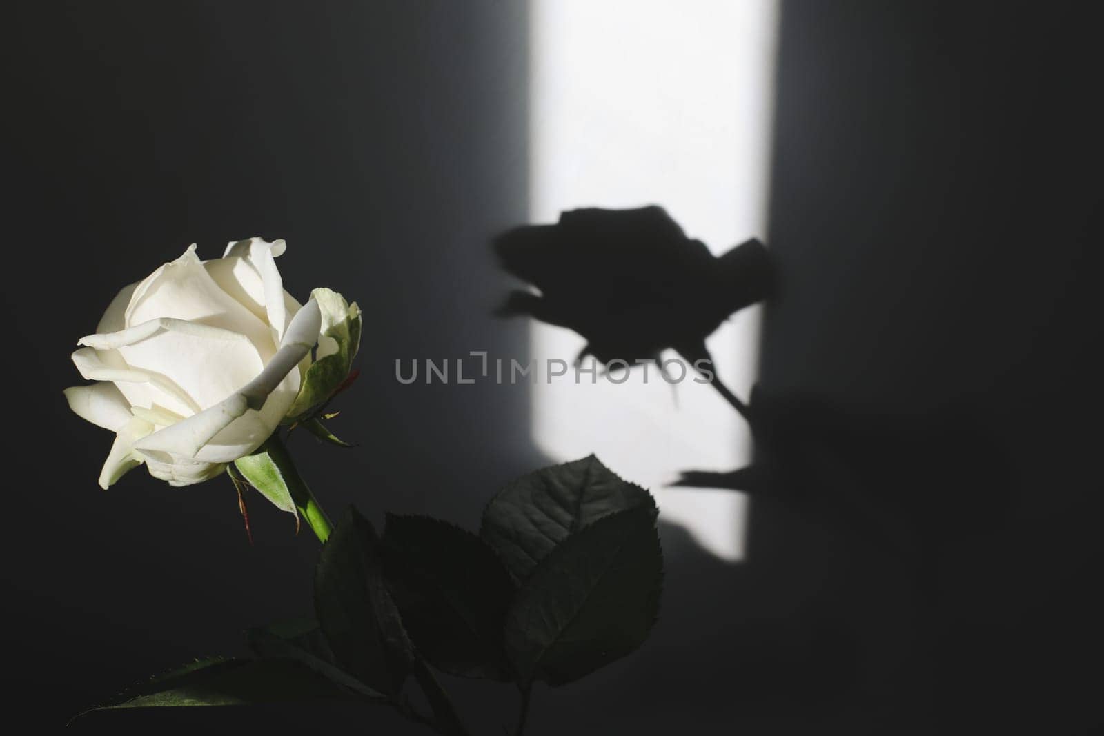 White rose bouquet in a cozy home interior. Floral spring or Valentines day romantic background, happy holiday on February 14, dating and love concept
