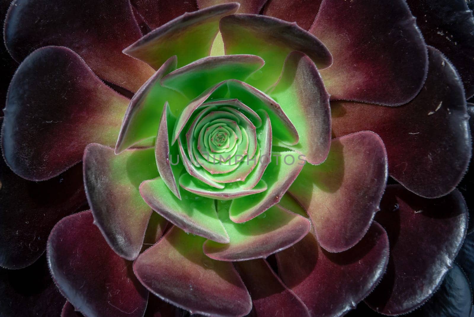 Close-up of Beautiful Aeonium arboreum, Black Aeonium at a botanical garden in spring season, or Irish rose. Top view.