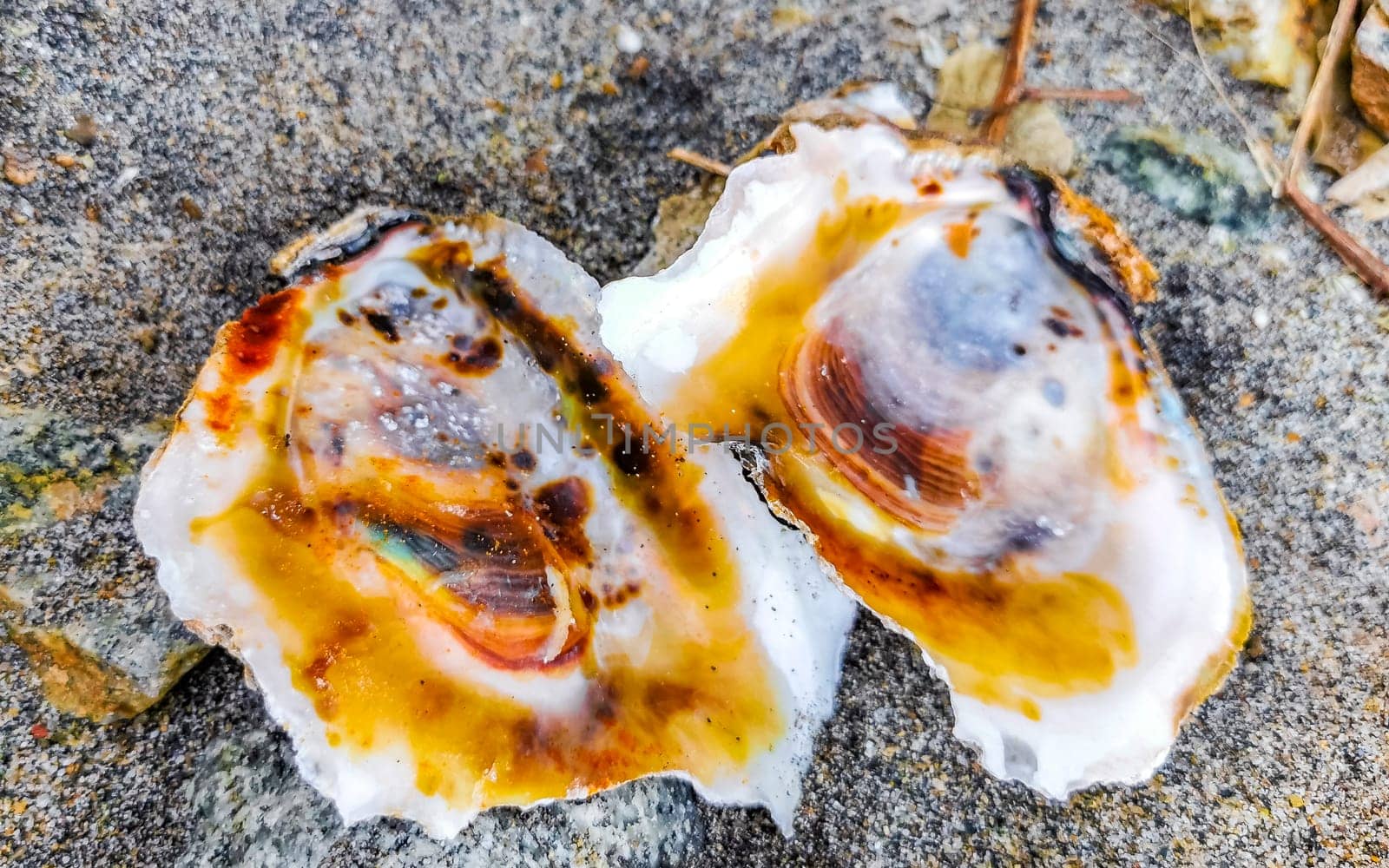 Open old shell on the beach sand in Zicatela Puerto Escondido Oaxaca Mexico.