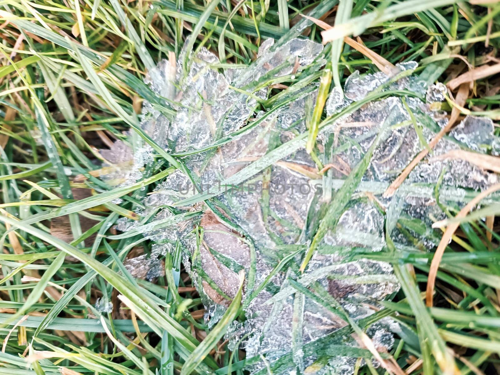 first thin ice on the green grass dangerous winter cold cool day frost snow . High quality photo