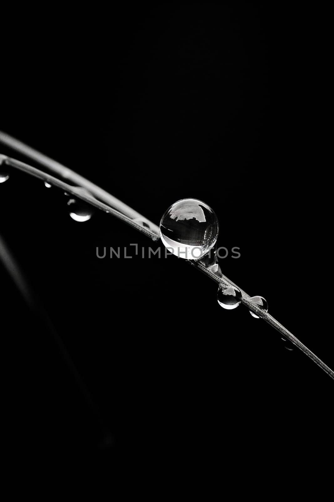 Liquid bubble drop plant environment close-up and clean macro green black rain black raindrop summer freshness dew leaf closeup water wet white grass nature