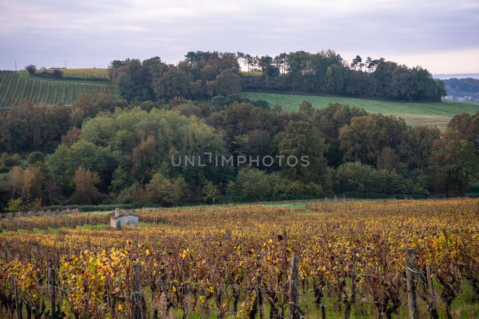 FRANCE, GIRONDE, ENTRE DEUX MERS VINEYARDS, STONE CABIN WITH AUTUMN COLORS, High quality photo