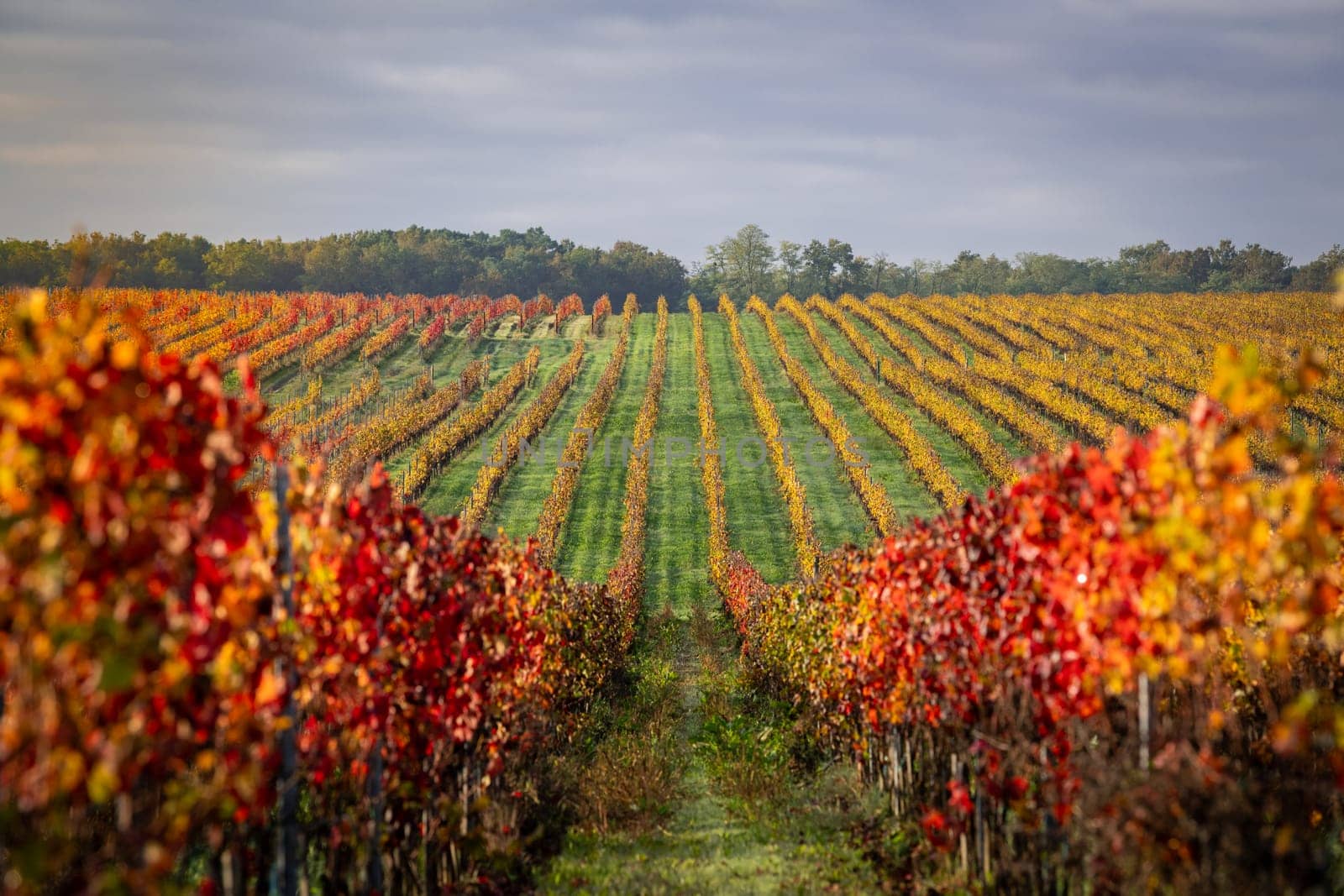 Autumn landscape around Bordeaux vineyards, Bordeaux Vineyard at sunrise in autumn, Entre deux mers, Langoiran, Gironde. High quality photo